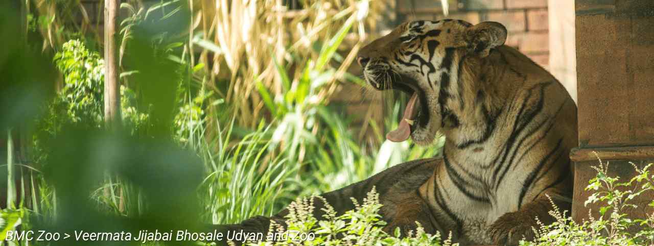 BMC Website > For Tourists > BMC Zoo